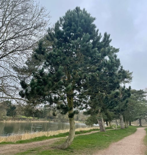 This is a photo of a Tree in Sevenoaks that has recently had crown reduction carried out. Works were undertaken by Sevenoaks Tree Surgeons