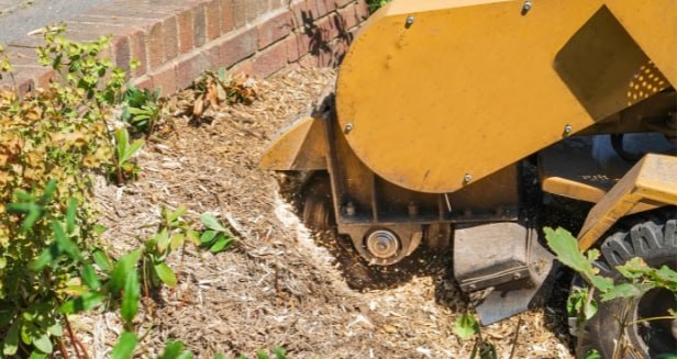 This is a photo of stump removal being carried out in Sevenoaks. All works are being undertaken by Sevenoaks Tree Surgeons