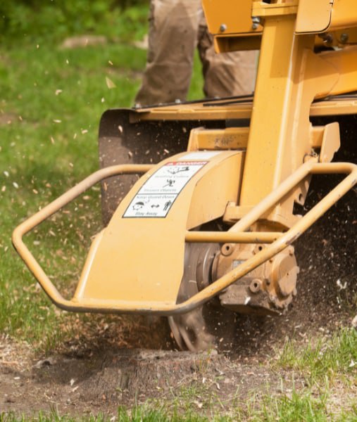 This is a photo of stump grinding being carried out in Sevenoaks. All works are being undertaken by Sevenoaks Tree Surgeons